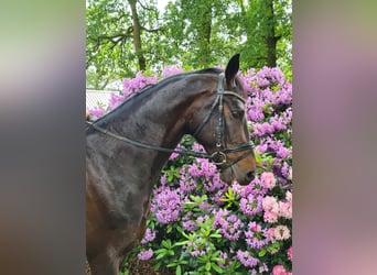 Warmblood danés, Caballo castrado, 5 años, 170 cm, Morcillo