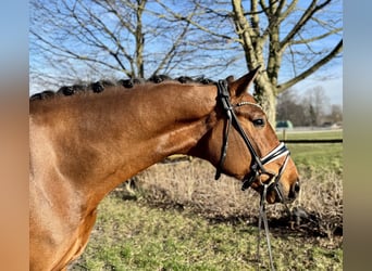 Warmblood danés, Caballo castrado, 5 años, 172 cm, Castaño