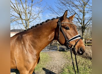 Warmblood danés, Caballo castrado, 5 años, 172 cm, Castaño