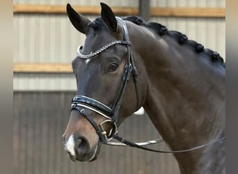 Warmblood danés, Caballo castrado, 5 años, 174 cm, Castaño