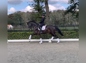 Warmblood danés, Caballo castrado, 5 años, 174 cm, Castaño oscuro