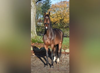 Warmblood danés, Caballo castrado, 5 años, 176 cm, Castaño