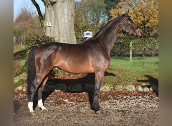 Warmblood danés, Caballo castrado, 5 años, 176 cm, Castaño