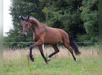 Warmblood danés, Caballo castrado, 5 años, 179 cm, Castaño rojizo