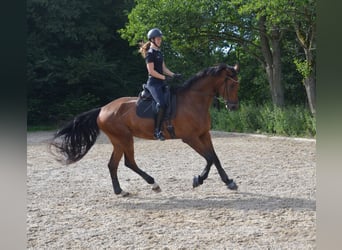 Warmblood danés, Caballo castrado, 5 años, 179 cm, Castaño rojizo