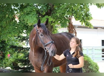 Warmblood danés, Caballo castrado, 5 años, 182 cm, Castaño oscuro