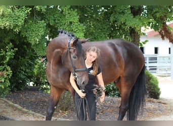 Warmblood danés, Caballo castrado, 5 años, 182 cm, Castaño oscuro