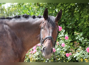 Warmblood danés, Caballo castrado, 5 años, 182 cm, Castaño oscuro