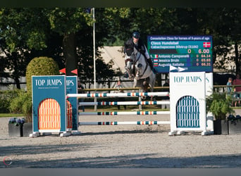 Warmblood danés, Caballo castrado, 5 años, 182 cm, Tordo