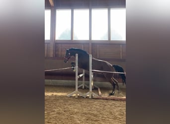 Warmblood danés, Caballo castrado, 6 años, 155 cm