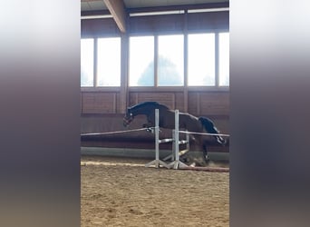 Warmblood danés, Caballo castrado, 6 años, 155 cm, Castaño