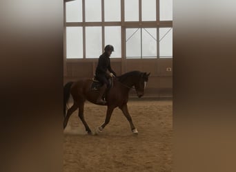 Warmblood danés, Caballo castrado, 6 años, 155 cm, Castaño