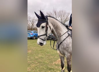 Warmblood danés, Caballo castrado, 6 años, 168 cm, Tordo