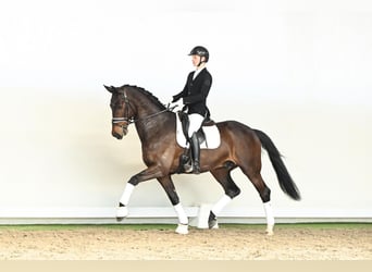Warmblood danés, Caballo castrado, 6 años, 172 cm, Castaño