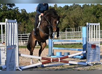 Warmblood danés, Caballo castrado, 6 años, 176 cm, Castaño