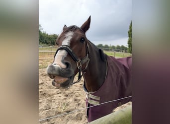 Warmblood danés, Caballo castrado, 7 años, 148 cm, Castaño