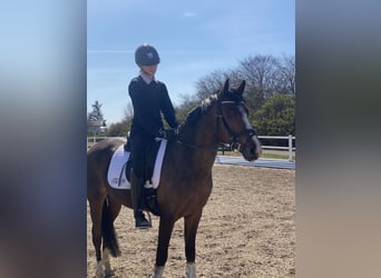 Warmblood danés, Caballo castrado, 7 años, 148 cm, Castaño
