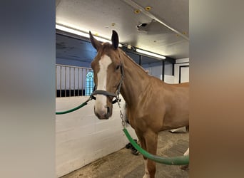 Warmblood danés, Caballo castrado, 7 años, 179 cm