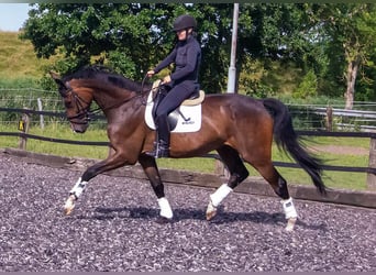 Warmblood danés, Caballo castrado, 7 años, 182 cm, Castaño