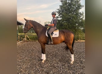 Warmblood danés, Caballo castrado, 7 años, 182 cm, Castaño