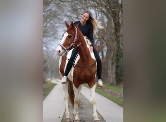Warmblood danés Mestizo, Caballo castrado, 8 años, 162 cm, Pío
