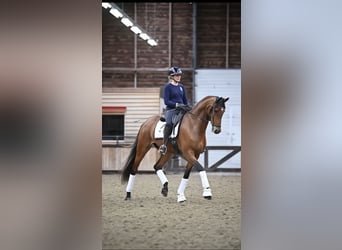 Warmblood danés, Caballo castrado, 8 años, 170 cm, Castaño