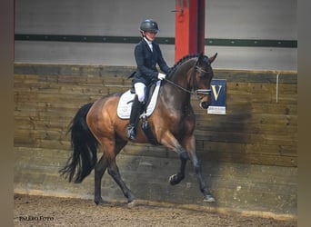 Warmblood danés, Caballo castrado, 8 años, 170 cm, Castaño