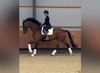 Warmblood danés Mestizo, Caballo castrado, 8 años, 170 cm, Castaño