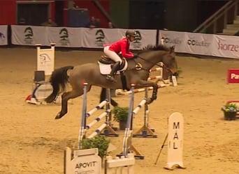 Warmblood danés, Caballo castrado, 8 años, 172 cm, Castaño