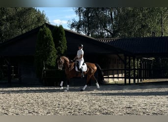 Warmblood danés, Caballo castrado, 8 años, 172 cm, Castaño rojizo