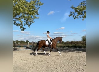 Warmblood danés, Caballo castrado, 8 años, 172 cm, Castaño rojizo