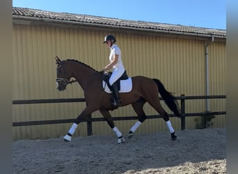 Warmblood danés, Caballo castrado, 8 años, 172 cm, Castaño rojizo