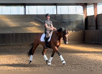 Warmblood danés, Caballo castrado, 8 años, 172 cm, Castaño rojizo