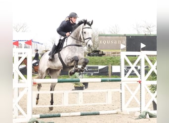 Warmblood danés, Caballo castrado, 8 años, 172 cm, Tordo