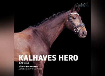 Warmblood danés, Caballo castrado, 8 años, 178 cm, Morcillo