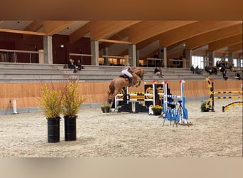 Warmblood danés, Caballo castrado, 8 años, 181 cm, Alazán-tostado