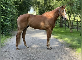 Warmblood danés, Caballo castrado, 8 años, 181 cm, Alazán-tostado