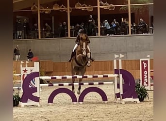 Warmblood danés, Caballo castrado, 8 años, 181 cm, Alazán-tostado