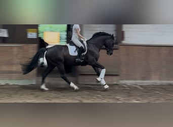 Warmblood danés, Caballo castrado, 9 años, 167 cm, Negro