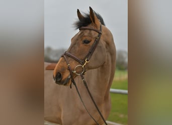 Warmblood danés, Semental, 11 años, 175 cm, Castaño
