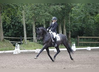 Warmblood danés, Semental, 14 años, 165 cm, Negro