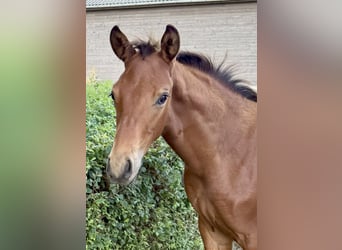 Warmblood danés, Semental, 1 año, 170 cm, Castaño rojizo