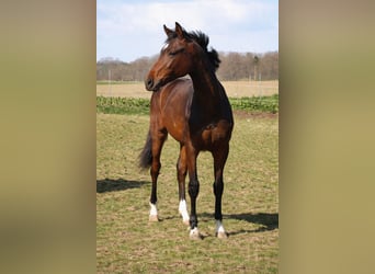 Warmblood danés, Semental, 1 año, 172 cm, Castaño