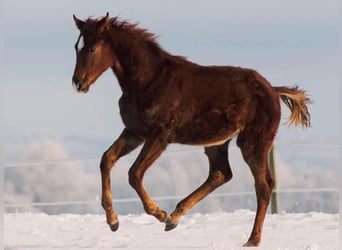 Warmblood danés, Semental, 1 año, Alazán
