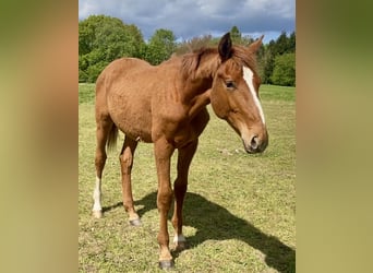 Warmblood danés, Semental, 1 año, Alazán-tostado