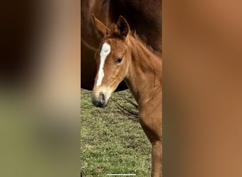 Warmblood danés, Semental, 1 año