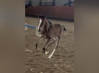 Warmblood danés, Semental, 1 año, Castaño