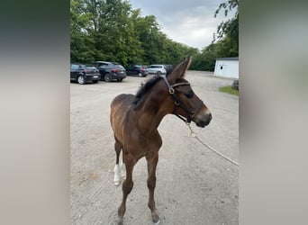 Warmblood danés, Semental, 2 años, 170 cm, Castaño oscuro