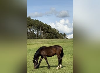 Warmblood danés, Semental, 2 años, 170 cm, Castaño oscuro