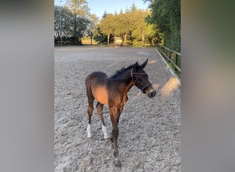Warmblood danés, Semental, 2 años, 170 cm, Castaño oscuro